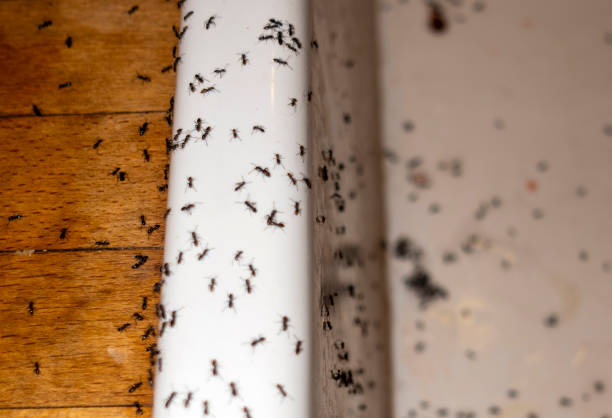Best Pest Removal Services  in Fair Oaks, GA